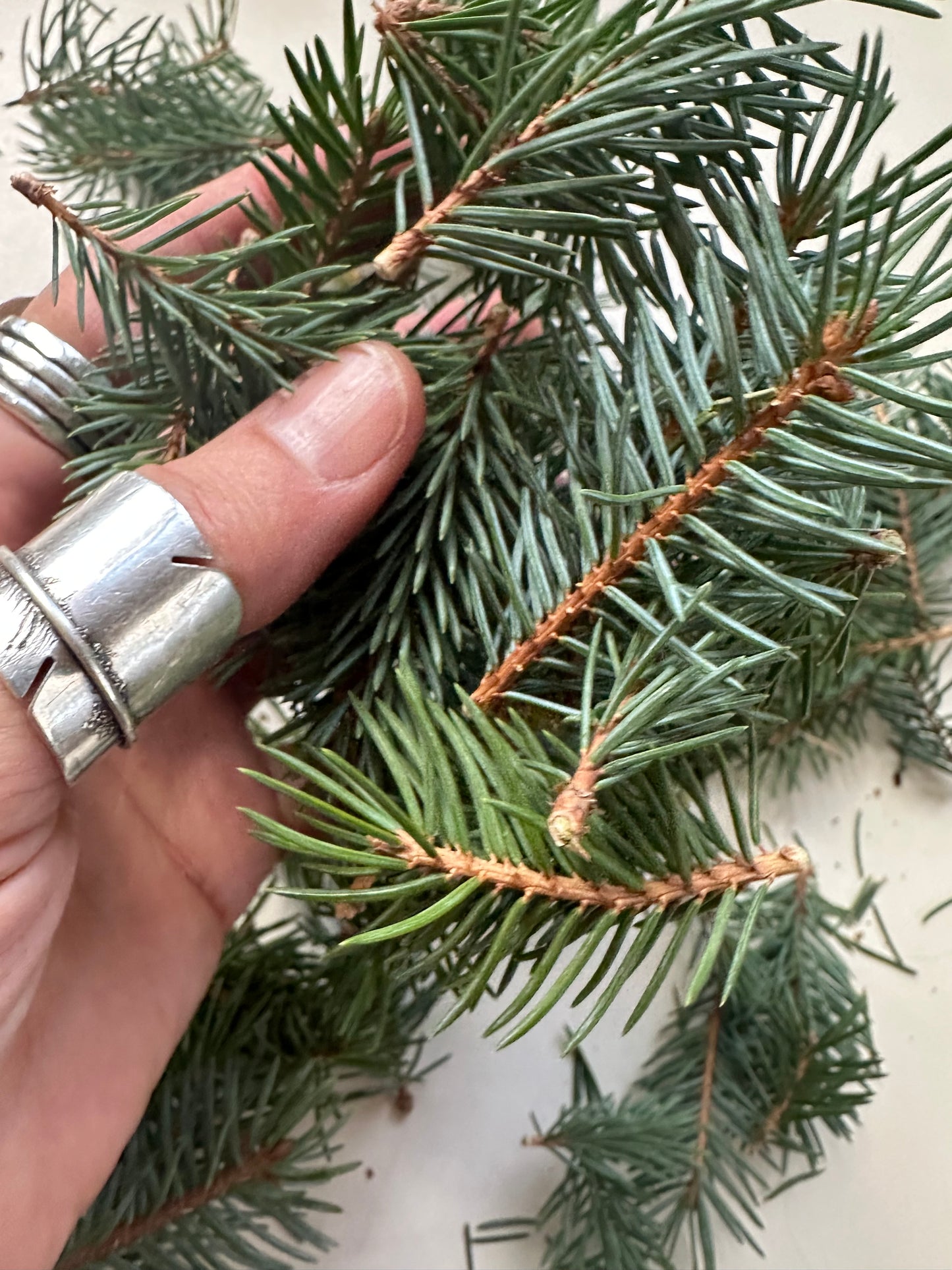 Spruce Tip Salve